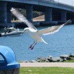Annie Lane-MarinersPoint  039