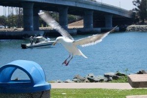 Annie Lane-MarinersPoint  039