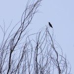 AnnieLane - Birding 016