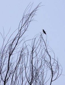AnnieLane - Birding 016