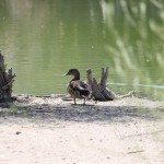 AnnieLane - Birding 123
