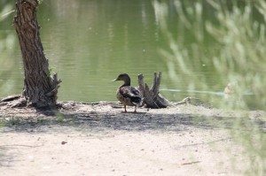 AnnieLane - Birding 123