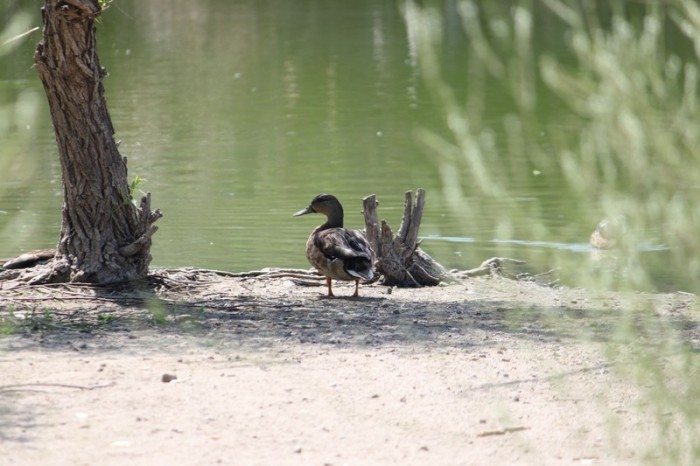 AnnieLane - Birding 123
