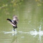 AnnieLane - Birding 127