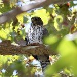 AnnieLane - Birding 189
