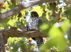 AnnieLane - Birding 189