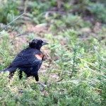 AnnieLane - Birding 225