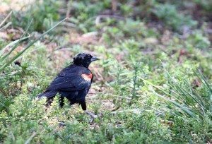AnnieLane - Birding 225