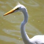 AnnieLane - Birding 254