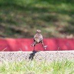 AnnieLane - Birding 282