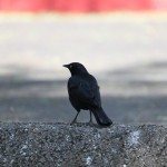 AnnieLane - Birding 288