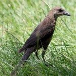 AnnieLane - Birding 332