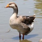AnnieLane - Birding 360