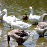 AnnieLane - Birding 364
