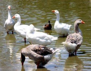 AnnieLane - Birding 364