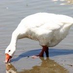 AnnieLane - Birding 370