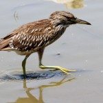 AnnieLane - Birding 385
