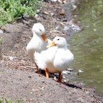 AnnieLane - Birding 410