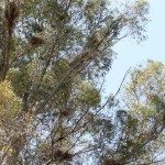 AnnieLane - Birding 418