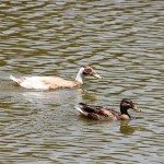 AnnieLane - Birding 442