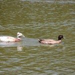 AnnieLane - Birding 451