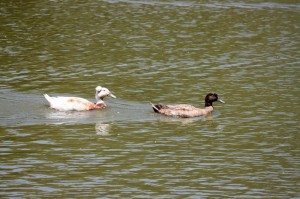 AnnieLane - Birding 451