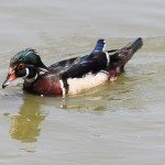 AnnieLane - Birding 533