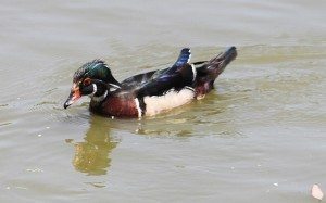 AnnieLane - Birding 533