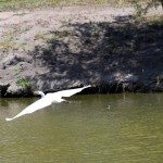 AnnieLane - Birding 545