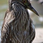 AnnieLane - Birding 577