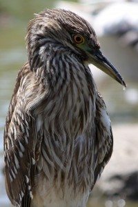 AnnieLane - Birding 577