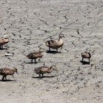 AnnieLane - Birding 678