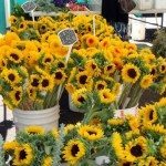 Sunflowers for A Sunny Day