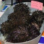 AnnieLane - OBFarmersMarket 061