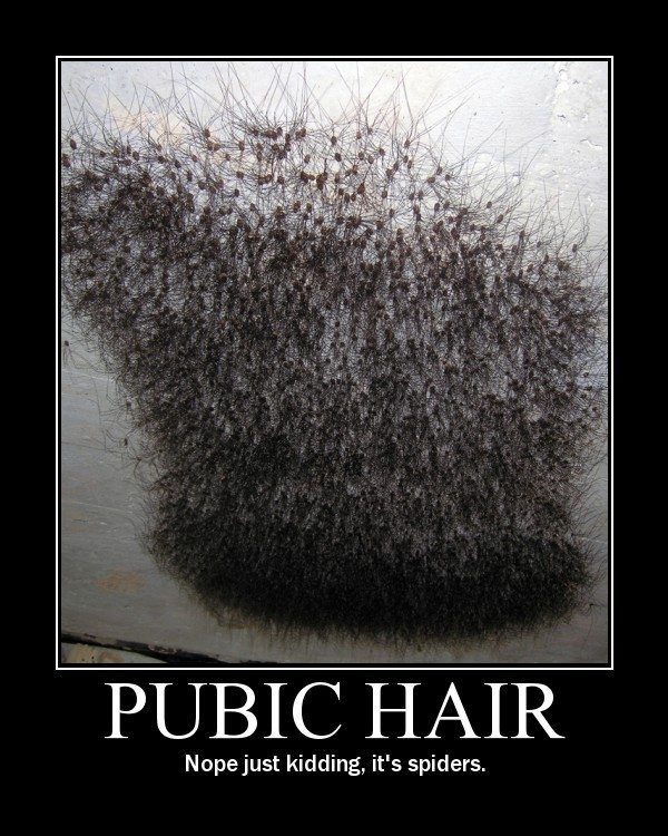 Your partners 'down there' hair. Pubic+hair+spider
