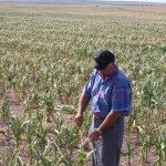 sdfp drought corn