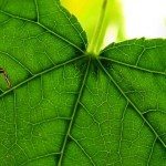 sdfp green leaf