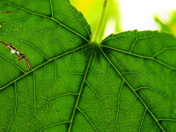 sdfp green leaf