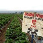 sdfp pest 1