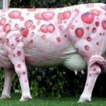 sdfp pink cow