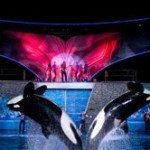 sdfp shamu rocks