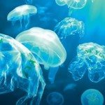sdfp coastal cleanup day 1