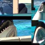 PETA-ORCA-INJURED-SEAWORLD-570