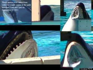 PETA-ORCA-INJURED-SEAWORLD-570