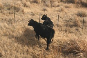 Amtrak jec cows 08