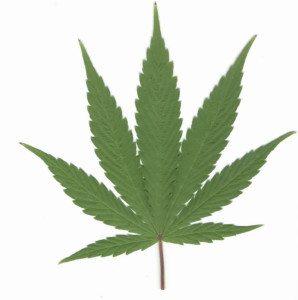 marijuana_leaf_pic
