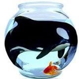 Orca in a bowl