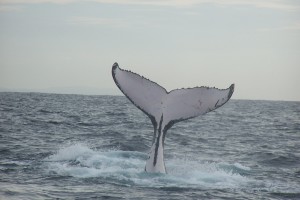 Humpback_whale_fluke_(2)
