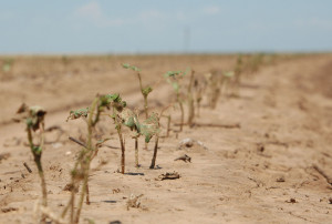 texas-farm-drought