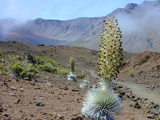 Ahinahina - Hawai'ian Silversword (Argyroxiphium sandwicense subsp. macrocephalum)